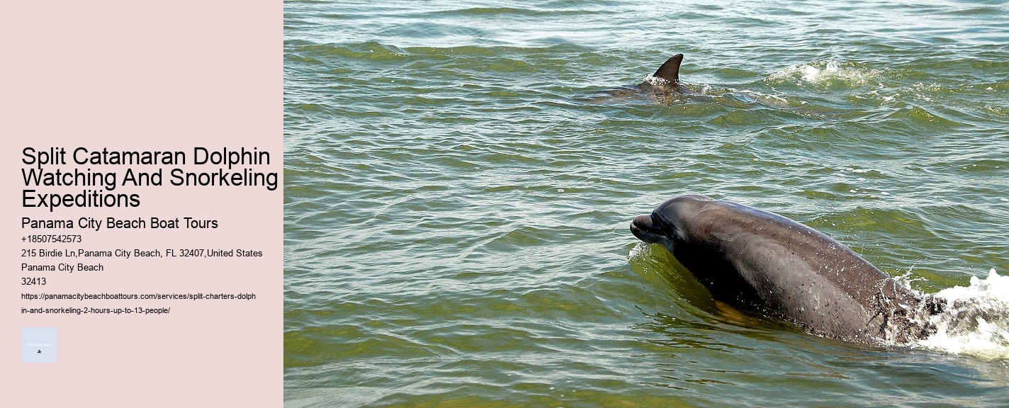 Split Catamaran Dolphin Watching And Snorkeling Expeditions